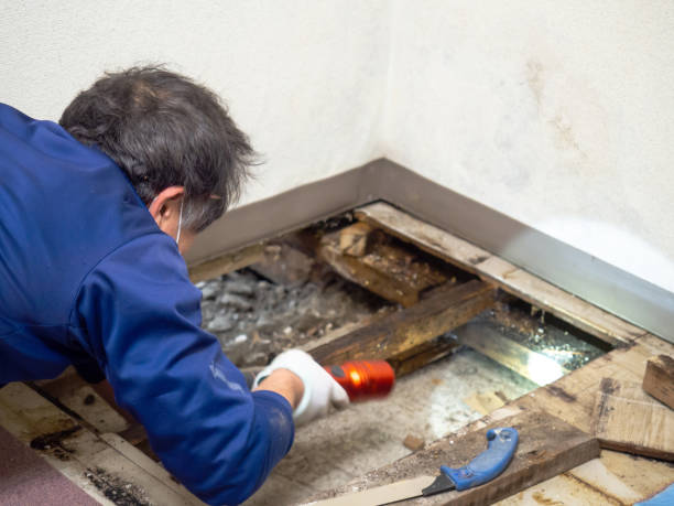 Best Affordable Mold Removal  in Homewood, IL