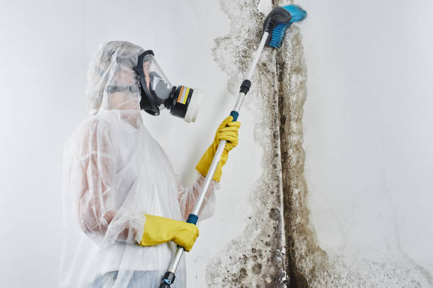 Best Attic Mold Removal  in Homewood, IL