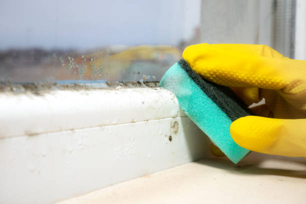 Best Office Mold Removal Services  in Homewood, IL