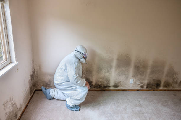 Best Emergency Mold Removal  in Homewood, IL