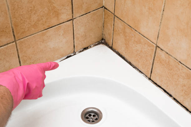 Best Residential Mold Removal  in Homewood, IL